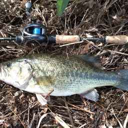 ラージマウスバス