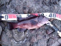 カンダイの釣果