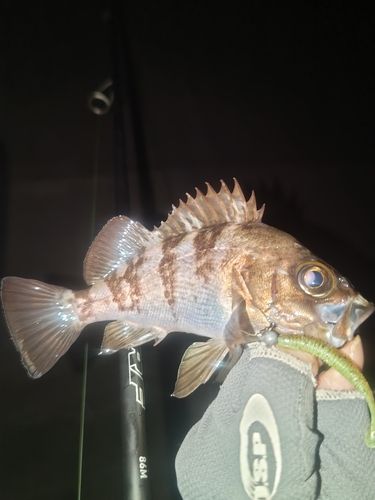 メバルの釣果