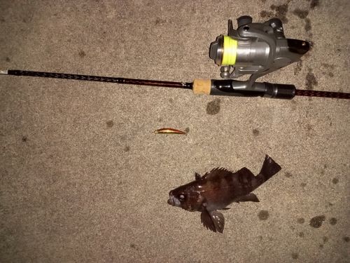 メバルの釣果