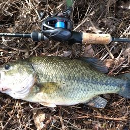 ラージマウスバス