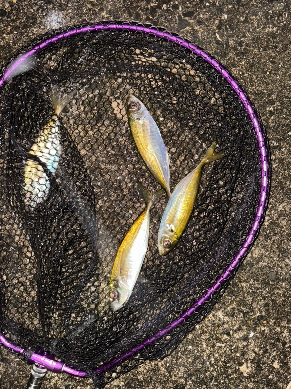 SHIMANO 20ソアレ エクスチューン S510SUL+-Sの最安値・インプレ