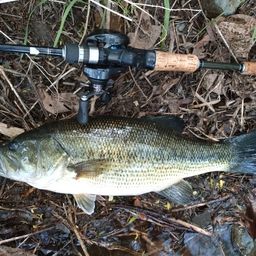 ラージマウスバス