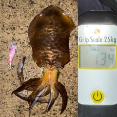 アオリイカの釣果