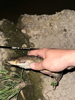 マナマズの釣果