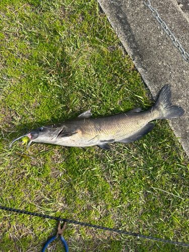 アメリカナマズの釣果
