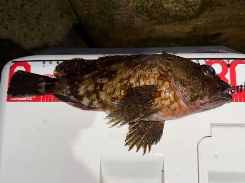 カサゴの釣果