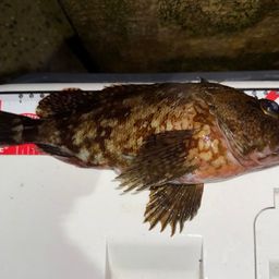 カサゴ
