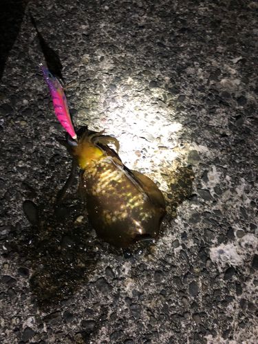 イカの釣果