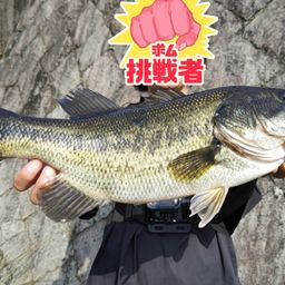 ブラックバス
