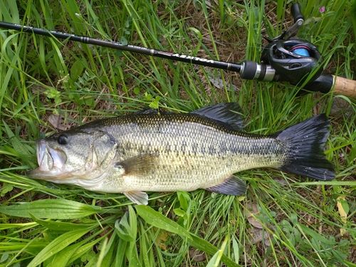 ラージマウスバスの釣果