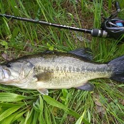 ラージマウスバス