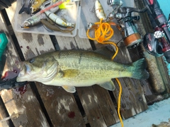 ラージマウスバスの釣果