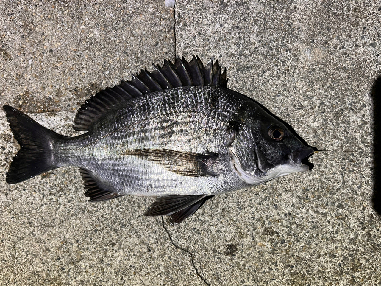 SHIMANO 20ツインパワー 2500SHGの最安値・インプレ・釣果