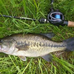 ラージマウスバス