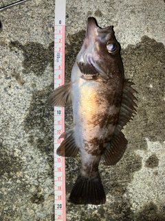 メバルの釣果