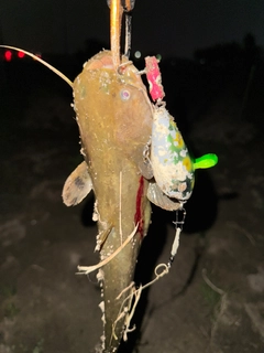 ナマズの釣果
