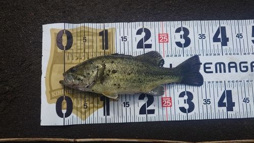 ラージマウスバスの釣果