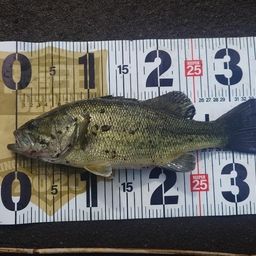 ラージマウスバス