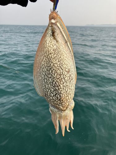 シリヤケイカの釣果