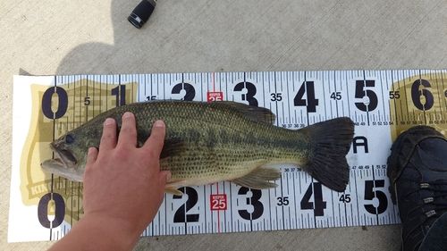 ラージマウスバスの釣果