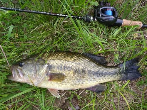 ラージマウスバスの釣果