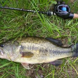 ラージマウスバス