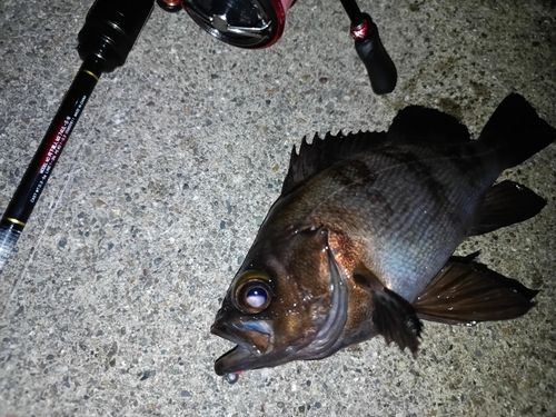 メバルの釣果