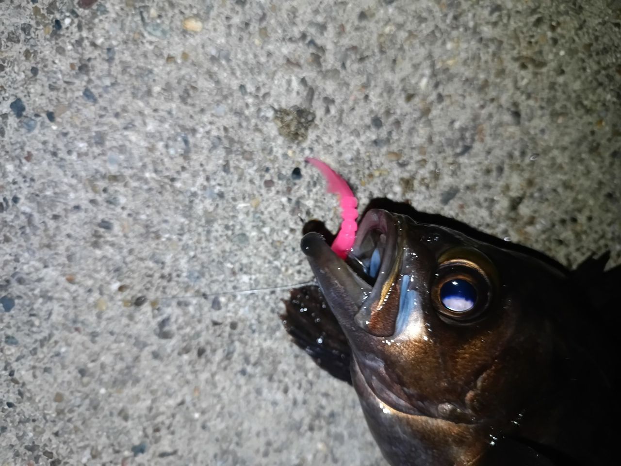 メバル