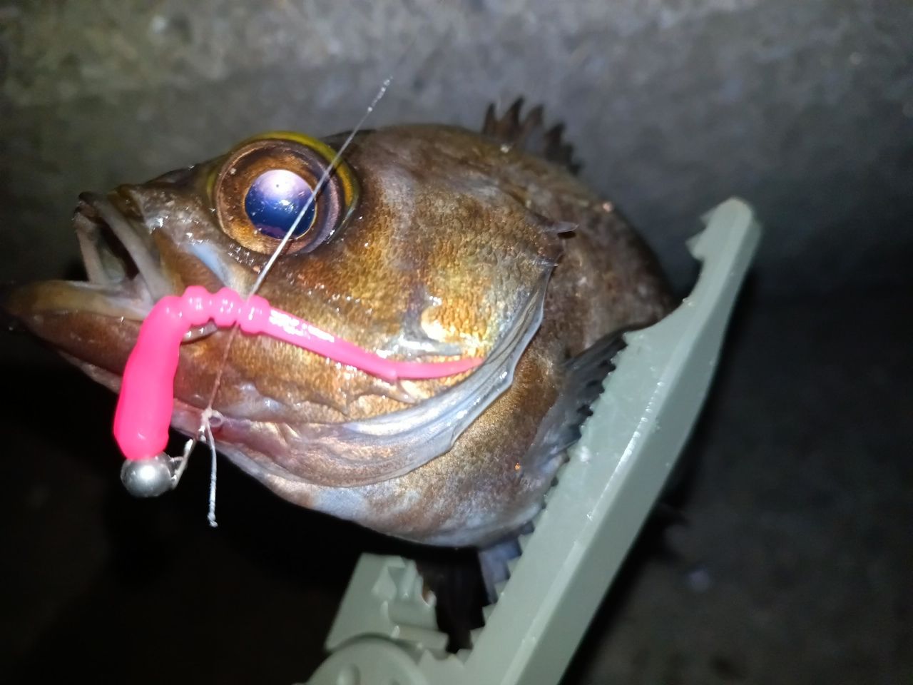 メバル