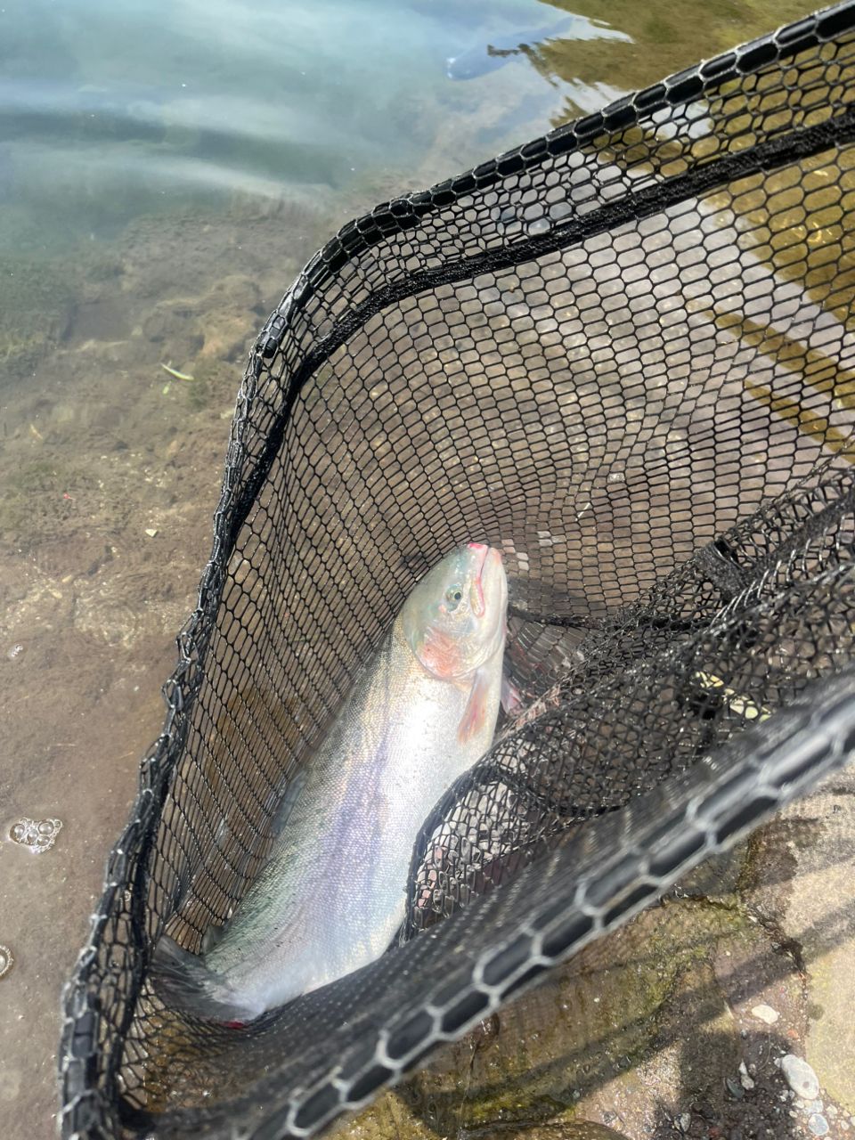 レインボートラウト