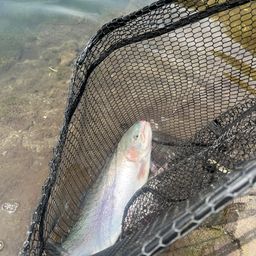 レインボートラウト