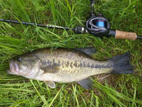 ラージマウスバスの釣果