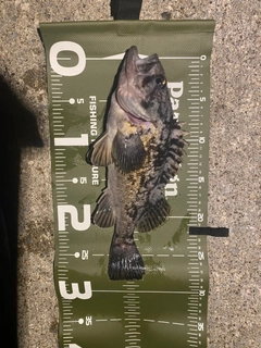 ソイの釣果