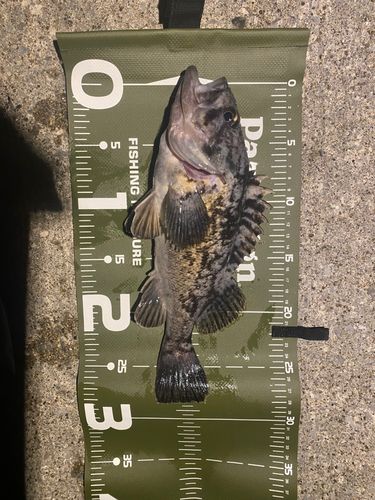 ソイの釣果