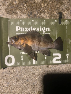 メバルの釣果