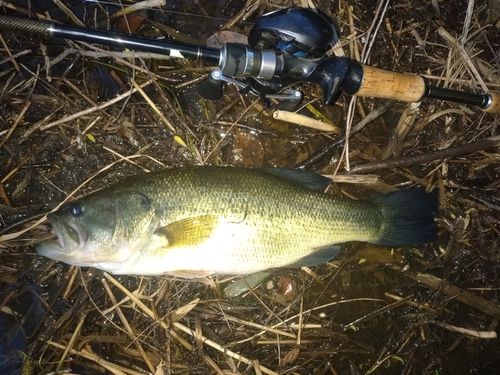 ラージマウスバスの釣果