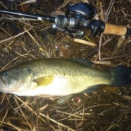 ラージマウスバス