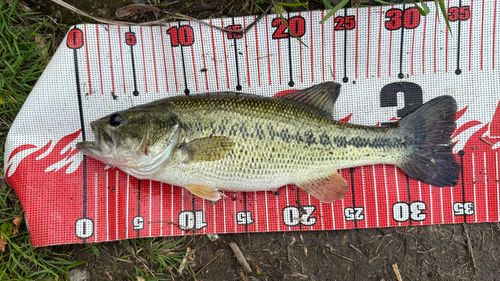 ラージマウスバスの釣果