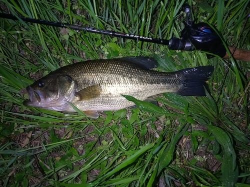 ラージマウスバスの釣果
