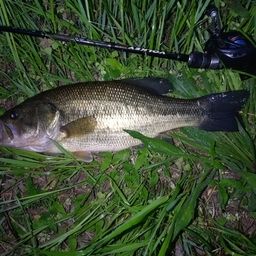 ラージマウスバス