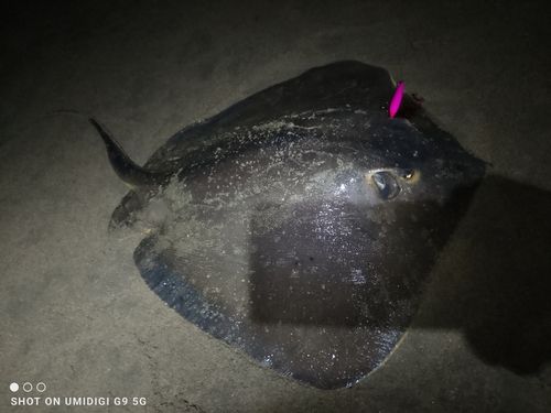 エイの釣果