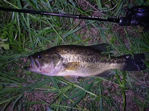 ラージマウスバスの釣果