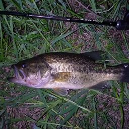 ラージマウスバス