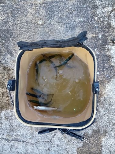 カタクチイワシ