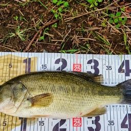 ラージマウスバス