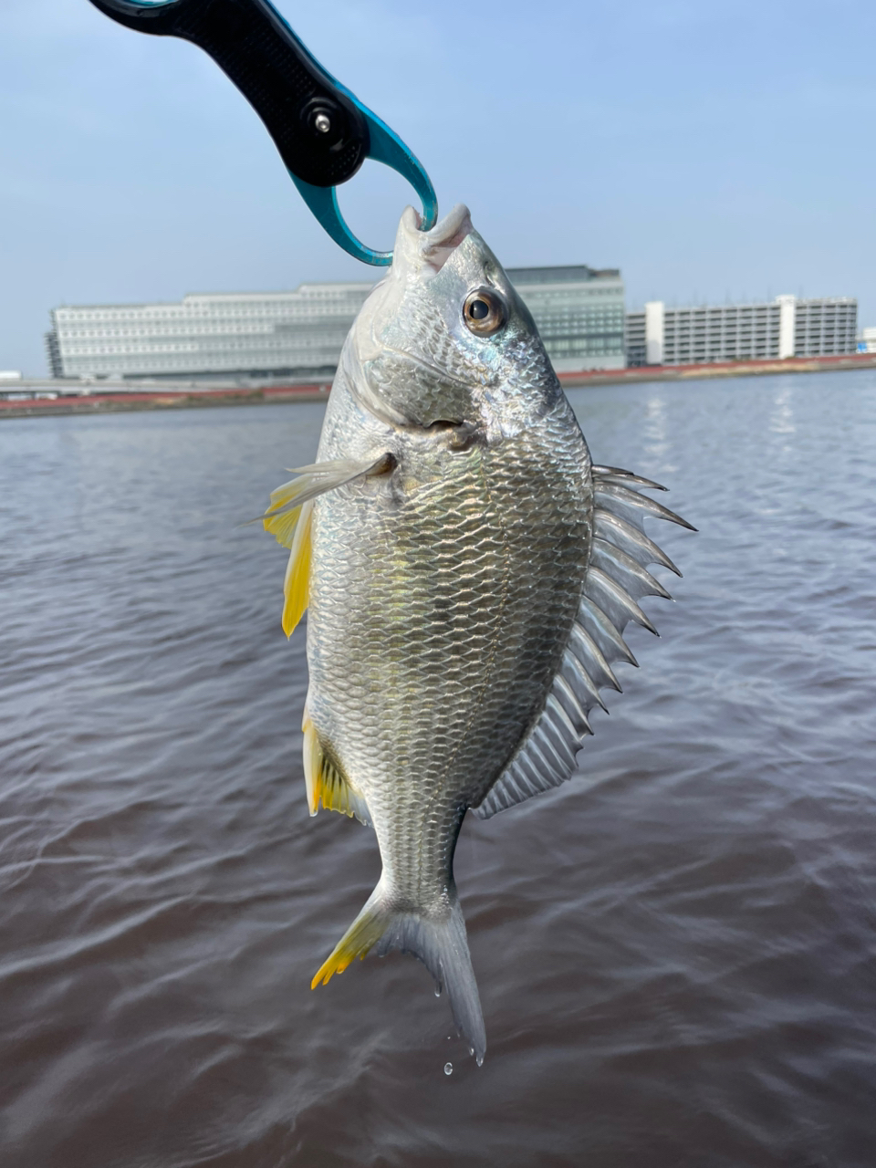DAIWA 21モアザン ブランジーノ EX AGS 94LMLの最安値・インプレ