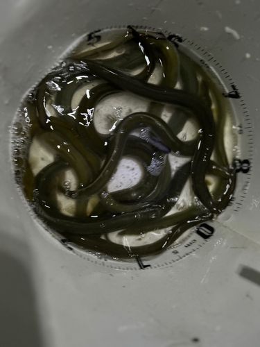 ウナギの釣果