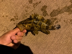 タケノコメバルの釣果