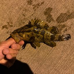 タケノコメバル